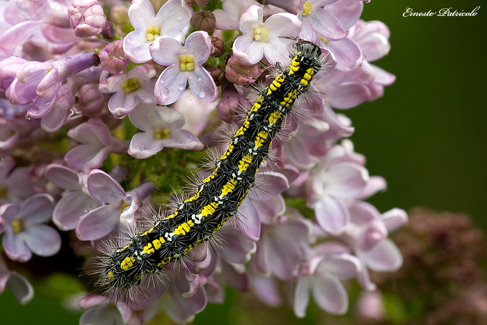 bruco di Callimorpha dominula